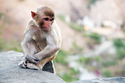 Monkey sitting on rock at temple