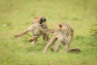 Flock of sheep running in a field