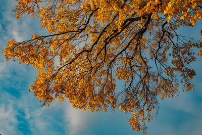 Low angle view of autumnal tree against blue sky