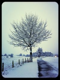 bare tree