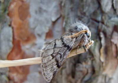 Close-up of butterfly