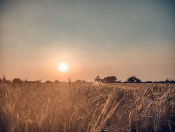 Plants growing on field against sky during sunset