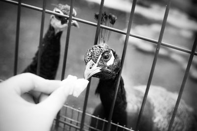 Person holding bird in cage