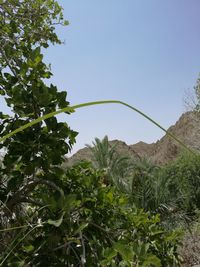 View of trees against clear sky