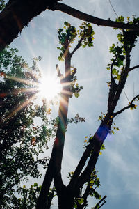 Low angle view of tree against sun