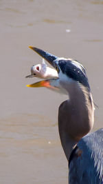 Close-up of bird in lake