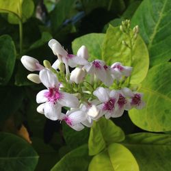 Close-up of pink flowers blooming outdoors