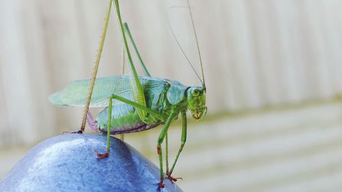 Close-up of insect