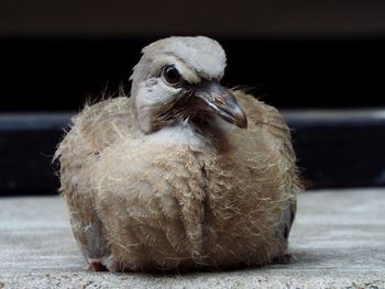 Close-up portrait of owl