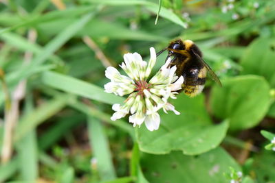 Close-up of bumblebee on white flower