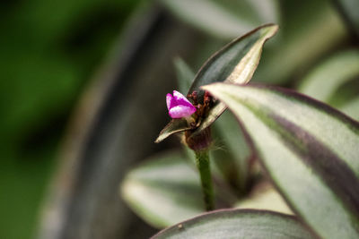 Close-up of pink flowering plant