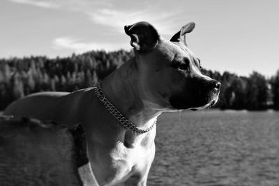 Close-up of dog against sky