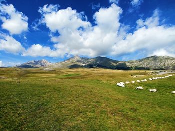 Scenic view of field against sky