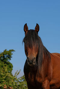 Close-up of a horse against clear blue sky