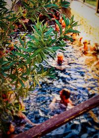 High angle view of ducks in water