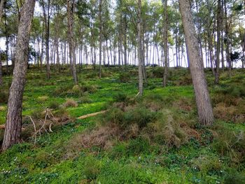 Trees on field in forest