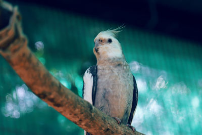 Close-up of bird perching