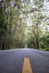 Surface level of road amidst trees in forest
