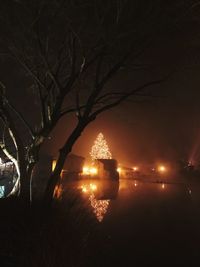 Illuminated bare tree at night