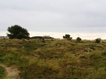 Trees on field against sky