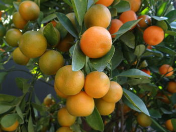 High angle view of oranges growing on tree