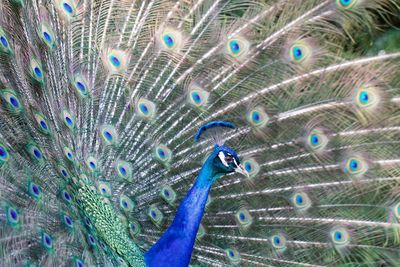 Close-up of peacock with fanned out