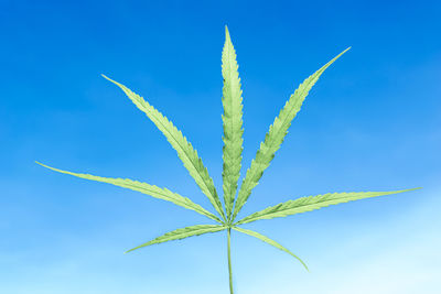Close-up of plant against blue sky
