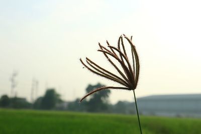 Close-up of stalks in field against sky