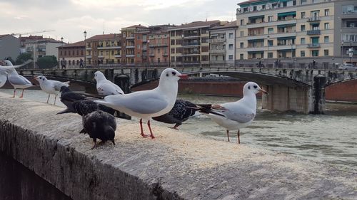 Seagulls perching on a city