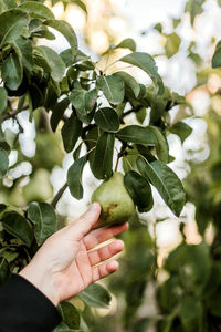 Cropped hand holding fruit