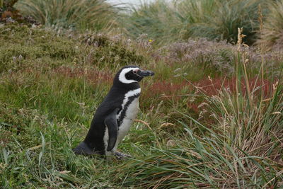 Side view of penguin on land