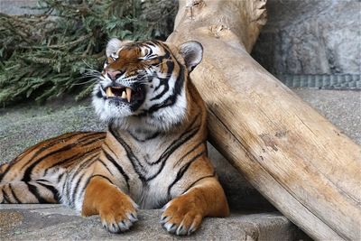 Close-up of a relaxed tiger looking away