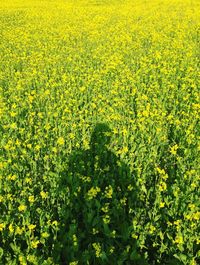 View of yellow flowers growing in field