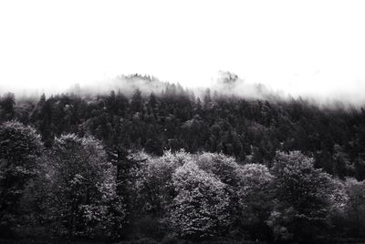 Trees growing in field