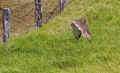 Bird on grass