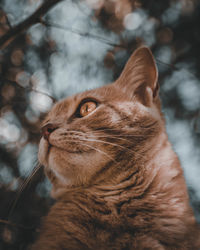 Close-up of a cat looking away