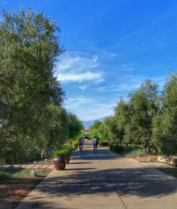 Rear view of people walking on road along trees