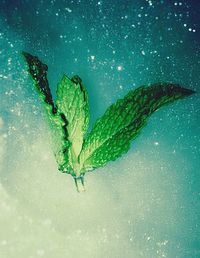 Close-up of caterpillar on water