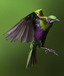 Close-up of bird perching on branch