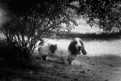 Dog sitting on grass