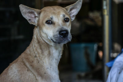 Close-up portrait of dog looking at camera