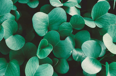 Background of saturated green leaves. close up  plant - pohuehue beach runners or morning glory. 