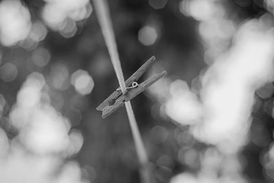 Close-up of peg on washing line against blurred background