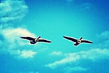 Low angle view of seagull flying against blue sky