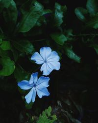 Close-up of flower