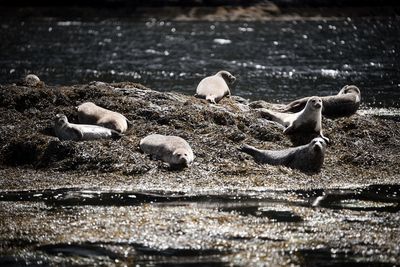 Birds on rock