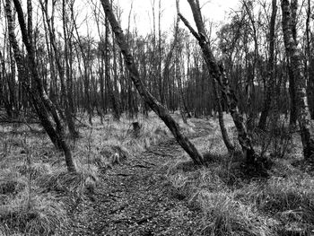 View of trees in forest