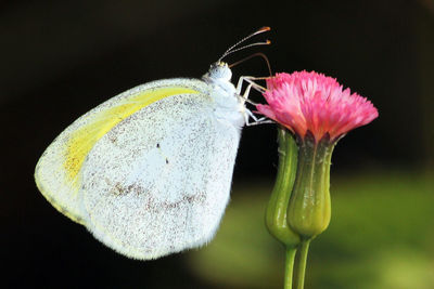 Close-up of insect on flower against black background