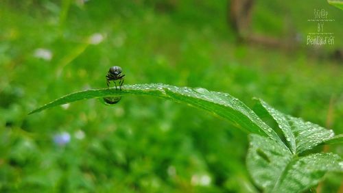 Close-up of raindrops on leaf