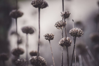 Close-up of dried plants